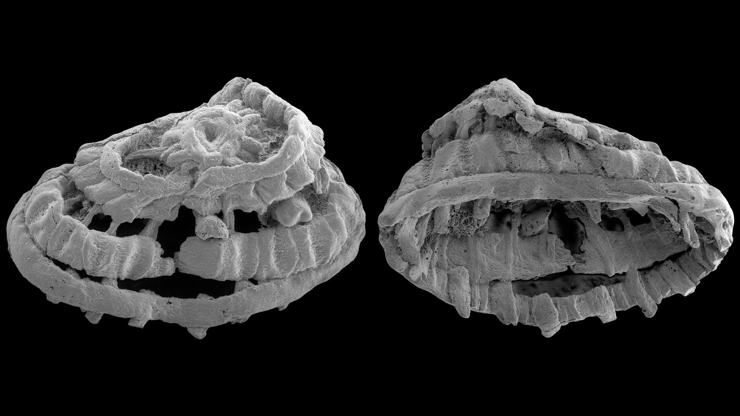 Fósiles Musculares Revelan Secretos de la Vida Antigua
